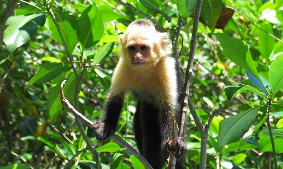 cuento del mercado de monos